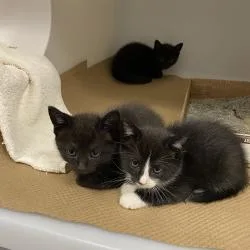 A baby small-sized female Black Domestic Short Hair cat named Bianca for adoption in Tampa, FL