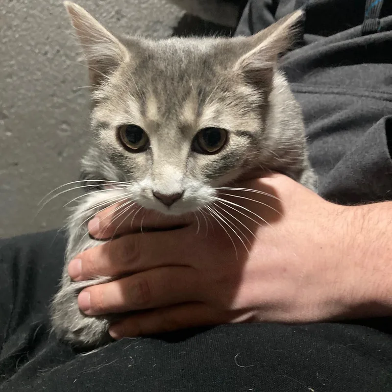 Buckwheat thumbnail 2