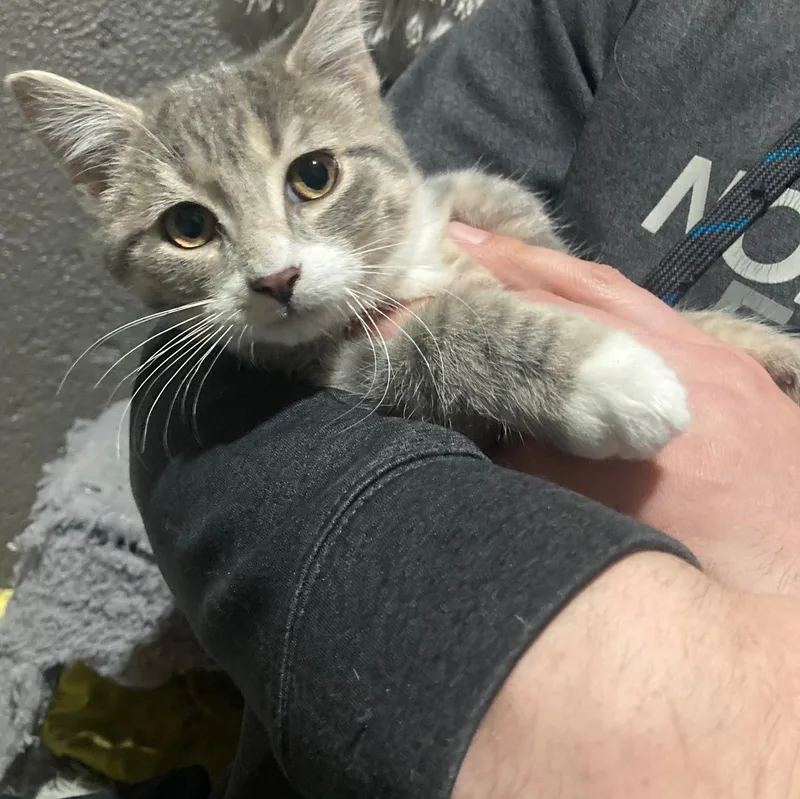 Buckwheat thumbnail 3