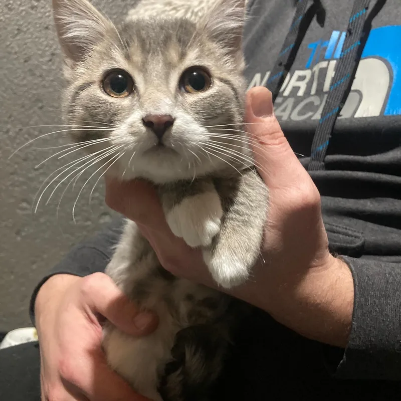 Buckwheat thumbnail 4