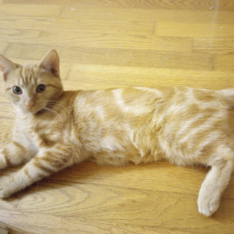 Butterscotch thumbnail 2