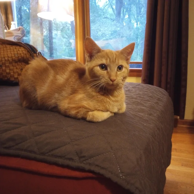 Butterscotch thumbnail 3