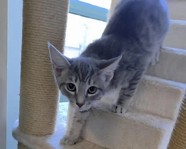 A baby small-sized male Domestic Short Hair cat named Chippy Dippy Dopy Dup for adoption in Antioch, CA