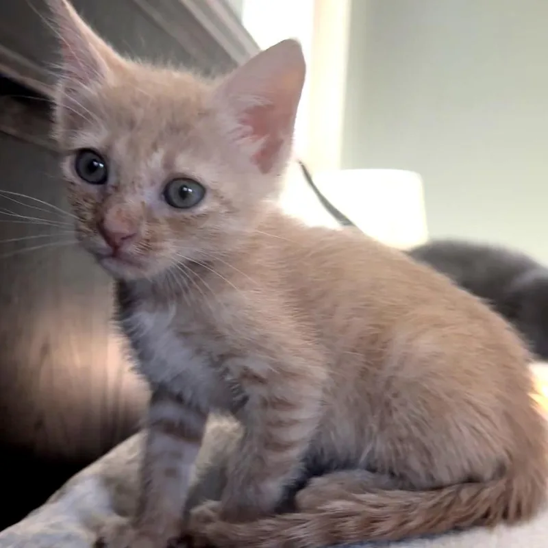 A baby small-sized female Orange / Red Domestic Short Hair cat named Xanthate for adoption in Austin, TX
