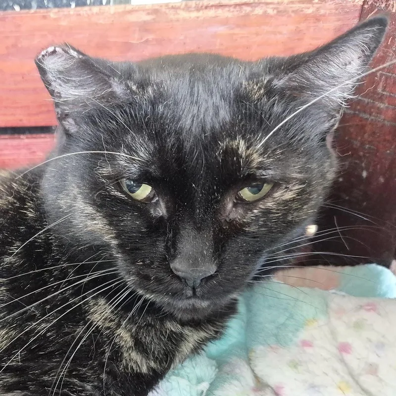 An adult medium-sized female Tortoiseshell Domestic Short Hair cat named Smudge for adoption in Eugene, OR
