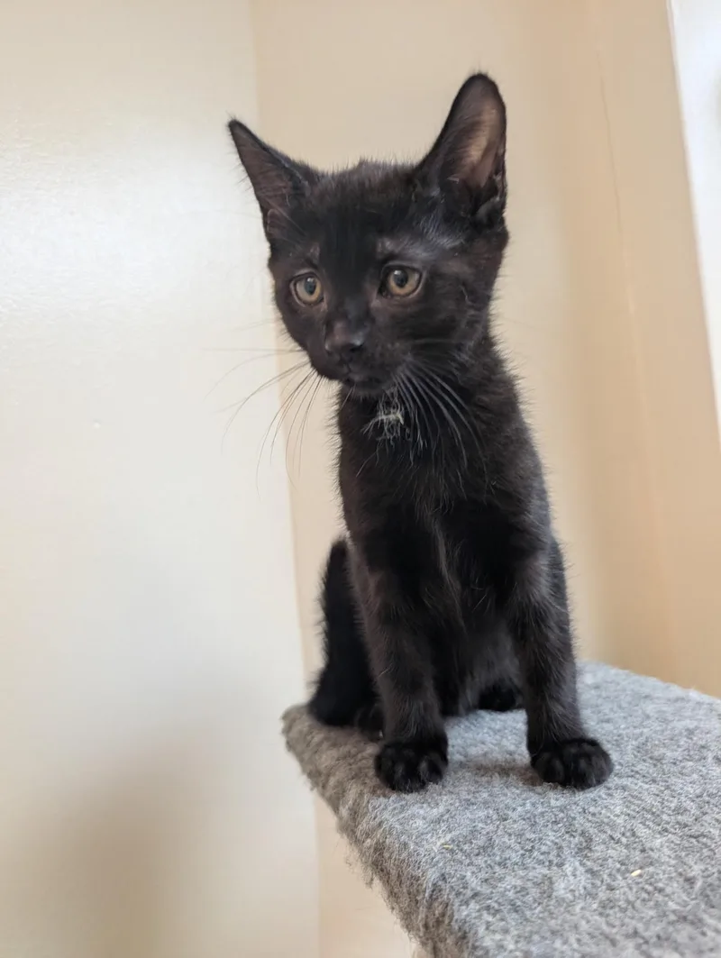 A baby medium-sized female Black Domestic Short Hair cat named Howlie for adoption in Medford, MA