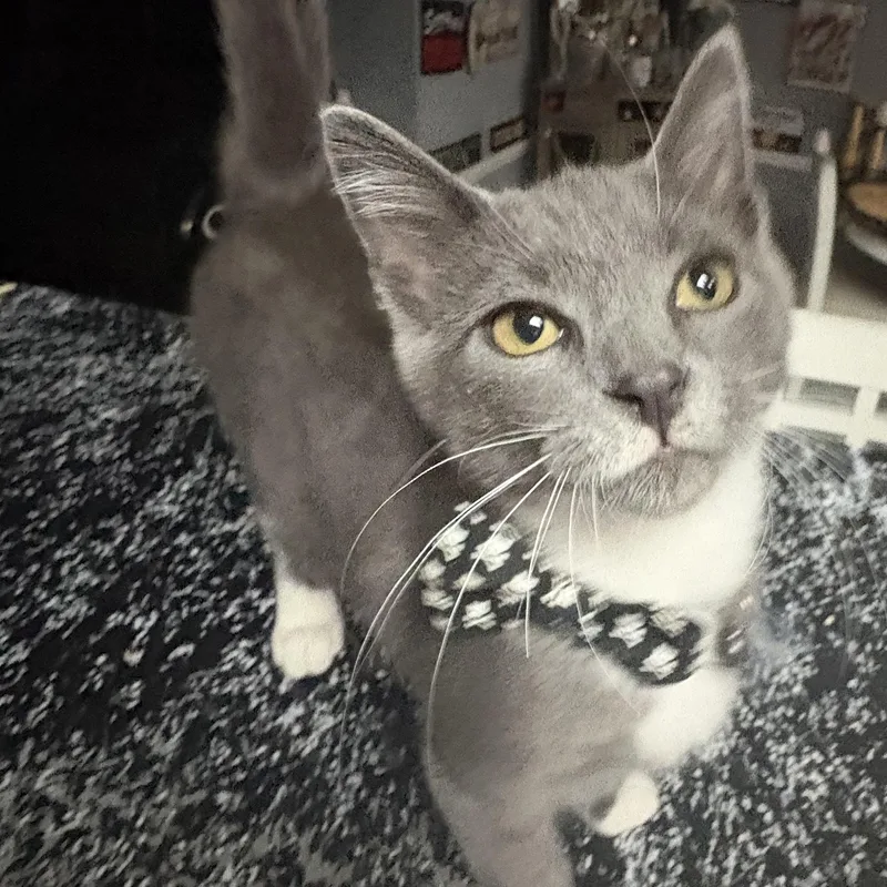 A baby small-sized male Gray & White Domestic Short Hair cat named Sombra for adoption in Bellmawr, NJ