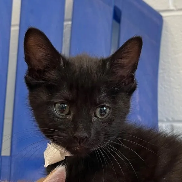 A baby medium-sized male Black Domestic Short Hair cat named A Boy Named Iris for adoption in Stafford, VA