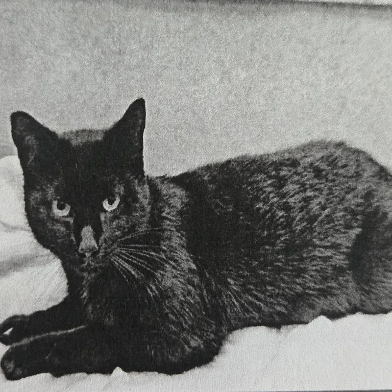 Cleo