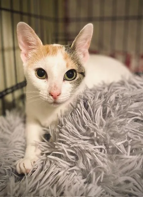 An adult medium-sized female White Domestic Short Hair cat named Mary for adoption in Duxbury, MA