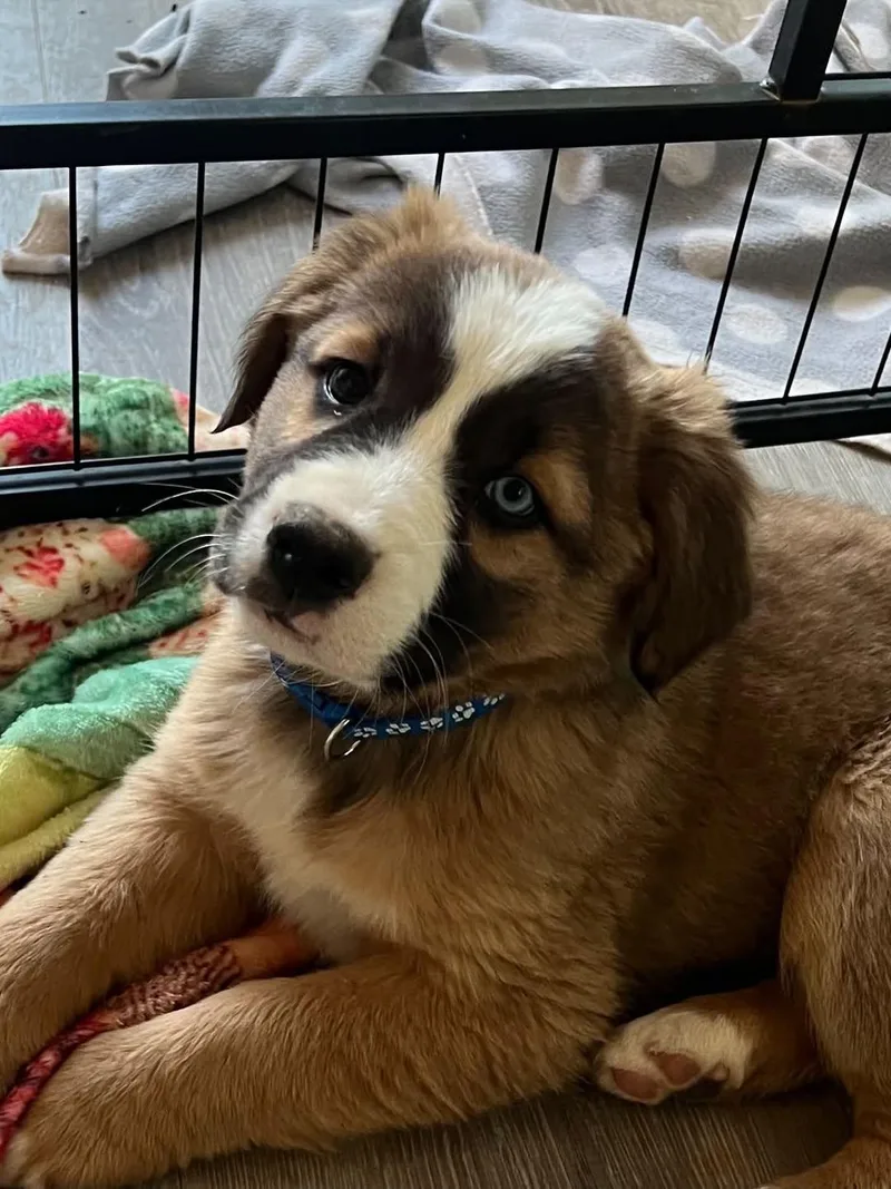 A baby medium-sized female Tricolor (Brown, Black, & White) Mixed Breed dog named Blu for adoption in Chino valley, AZ