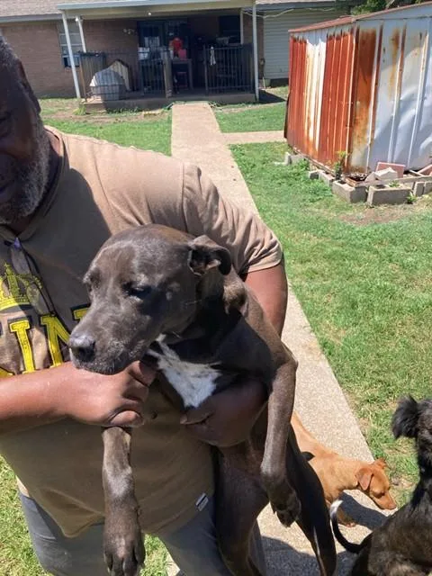 An adult medium-sized female Mixed Breed dog named Zara for adoption in Dallas, TX