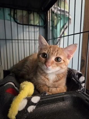 A baby medium-sized female Tabby (Orange / Red) Domestic Short Hair cat named Snickers for adoption in Phoenixville, PA