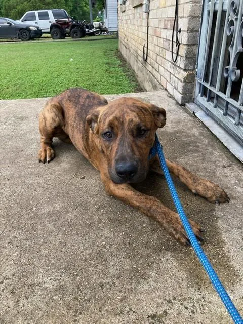 A baby large-sized female Mixed Breed dog named Goldie for adoption in Dallas, TX