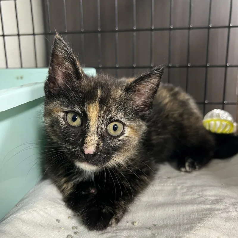 A baby small-sized female Calico Domestic Short Hair cat named Checkers for adoption in Waynesville, NC
