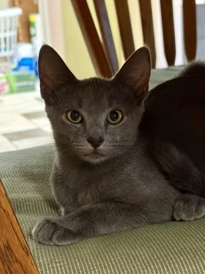 Charles Xavier