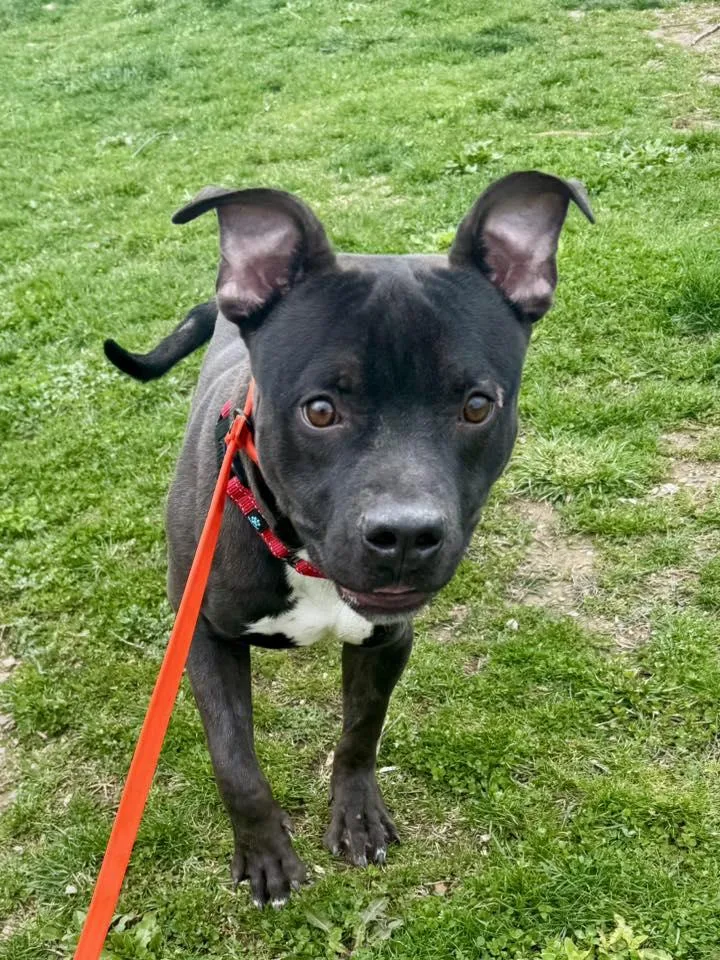 A baby medium-sized male Black Pit Bull Terrier dog named Aha for adoption in Cleveland, OH