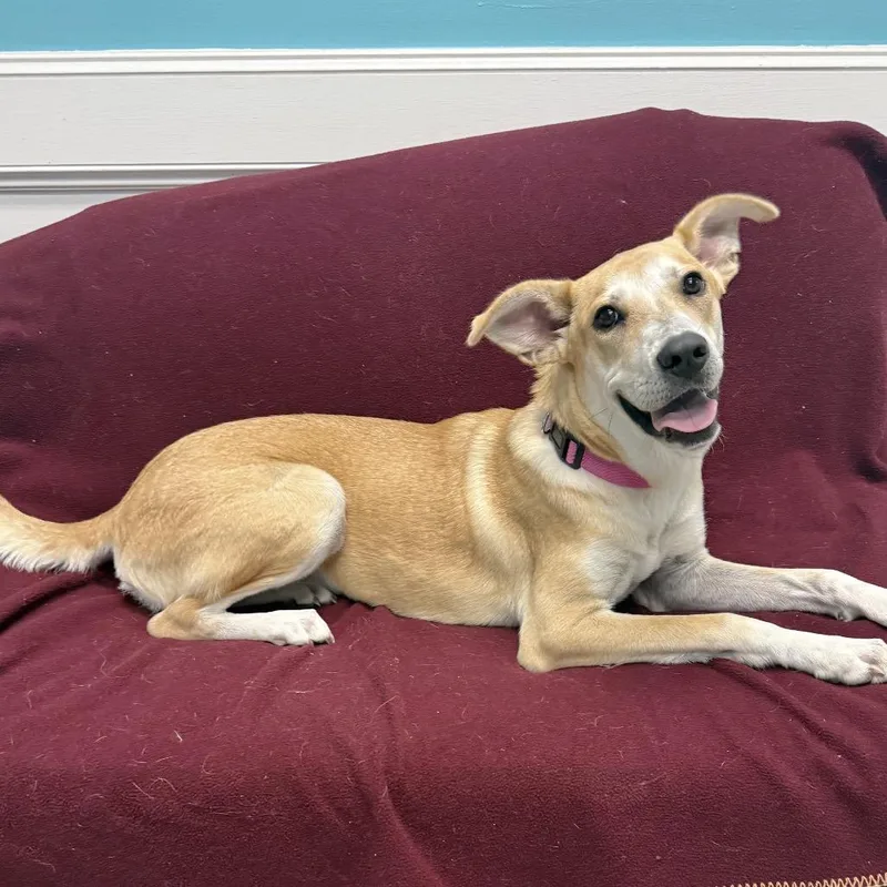 A young medium-sized female Yellow / Tan / Blond / Fawn Mixed Breed dog named Stella for adoption in Houston, TX