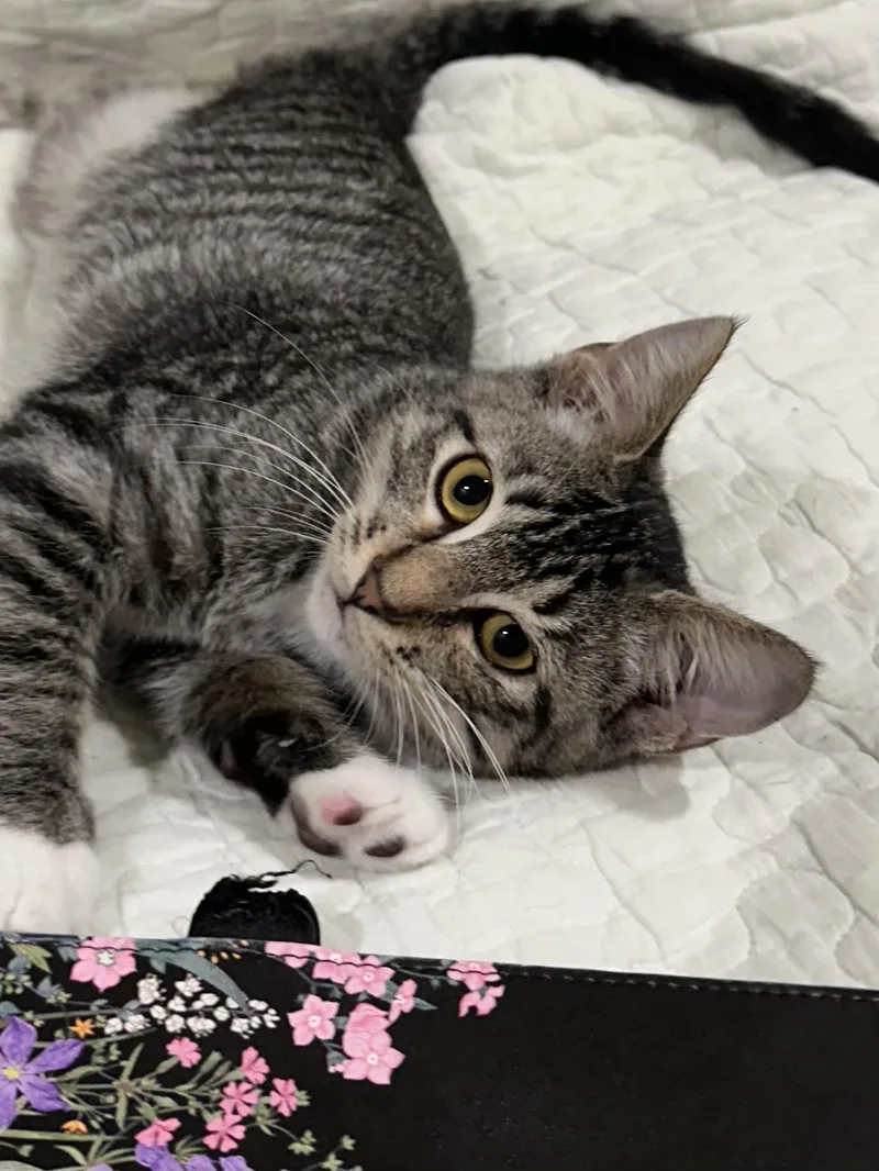 A baby small-sized female Tabby (Brown / Chocolate) Domestic Short Hair cat named Lottie North Conroe Petsmart for adoption in Spring, TX
