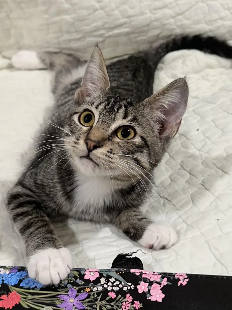 Lottie North Conroe Petsmart thumbnail 2