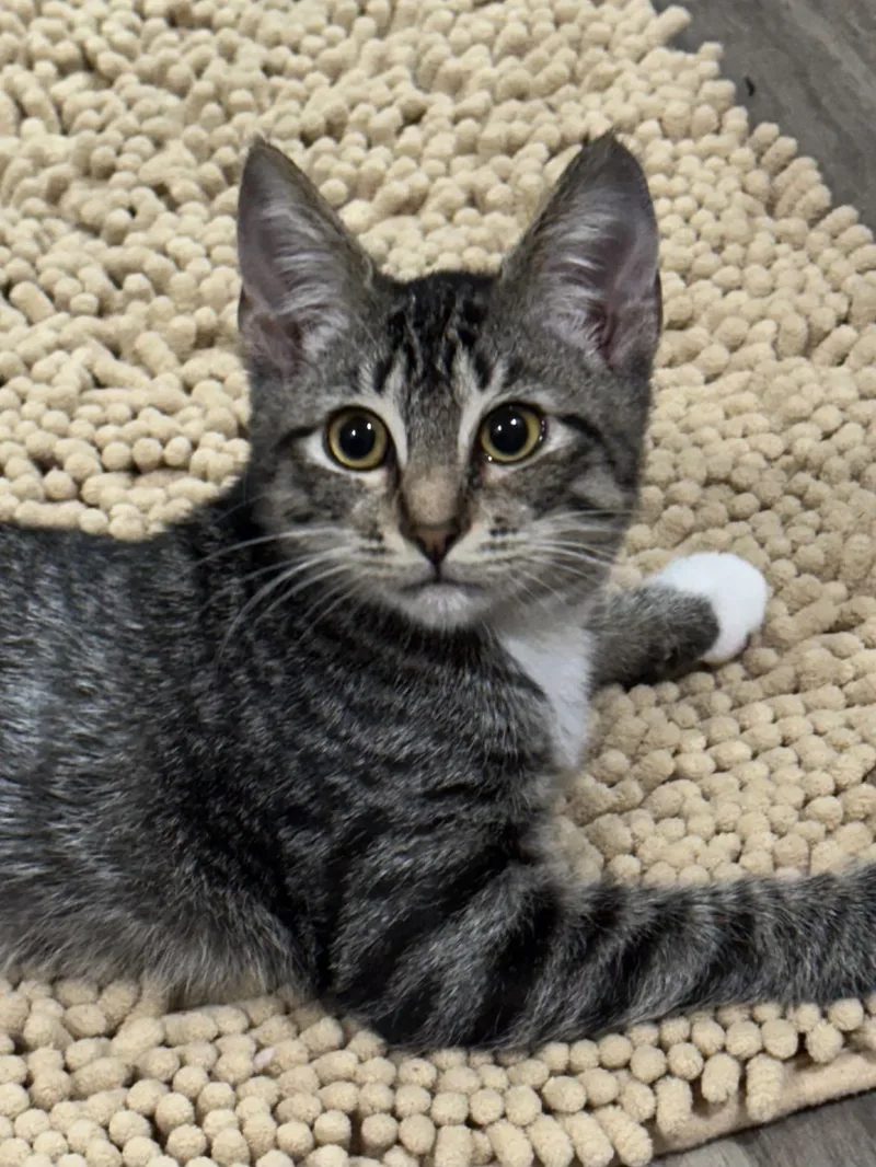Lottie North Conroe Petsmart thumbnail 3