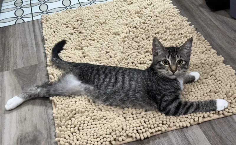 Lottie North Conroe Petsmart thumbnail 5
