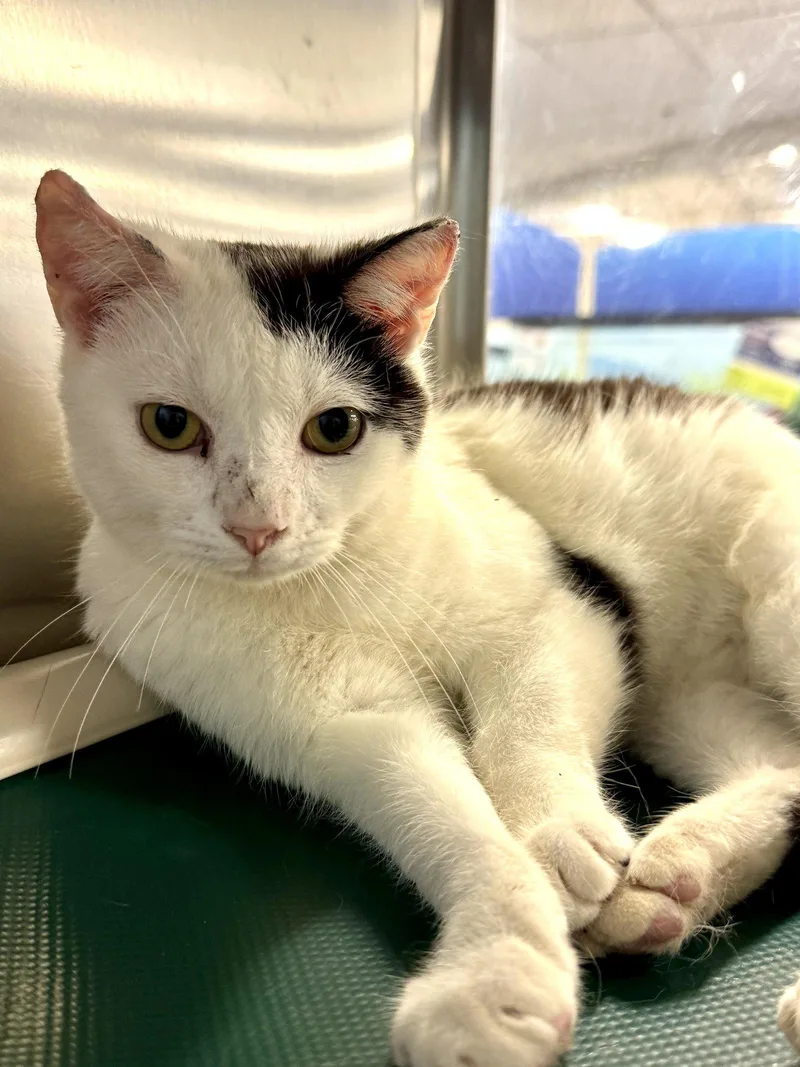 A young small-sized male Domestic Short Hair cat named Ailouros for adoption in Herndon, VA