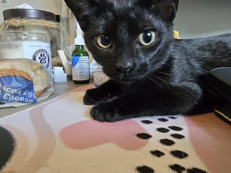 A baby medium-sized female Black Domestic Short Hair cat named Eva for adoption in Clinton Township, MI