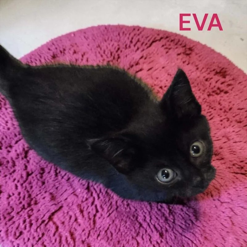 Eva thumbnail 4