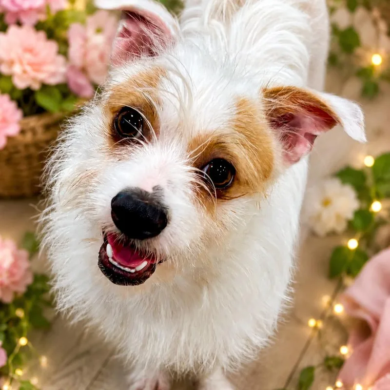 A young small-sized male White / Cream Terrier dog named Ringo for adoption in Indiantown, FL