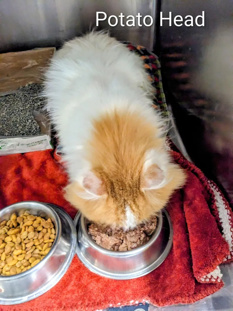 Potato Head thumbnail 2