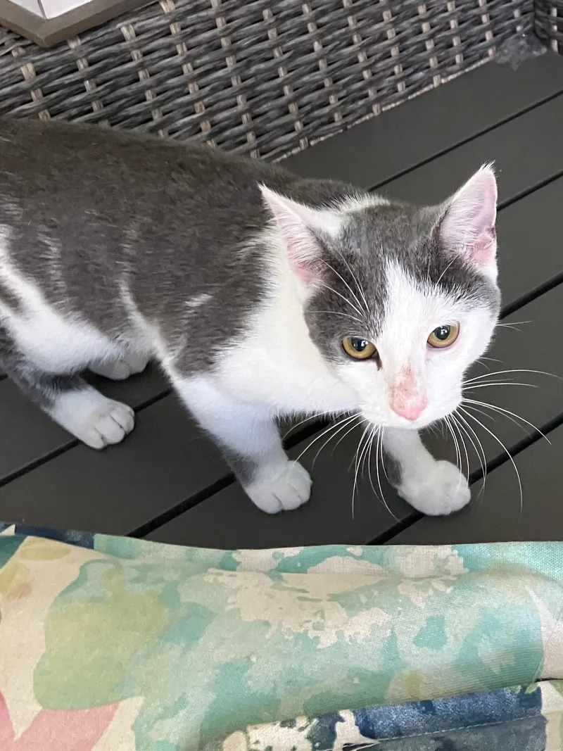 A young medium-sized female Gray & White Domestic Short Hair cat named Angel for adoption in Rochester, NY