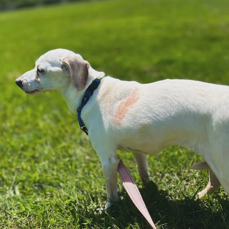 A senior small-sized female White / Cream Jack Russell Terrier dog named Buttercup for adoption in West Falls, NY
