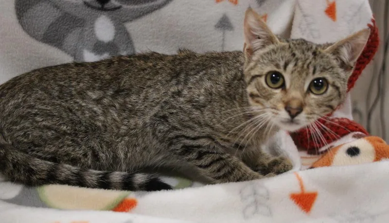 A baby medium-sized male Domestic Short Hair cat named Runoff for adoption in Vacaville, CA