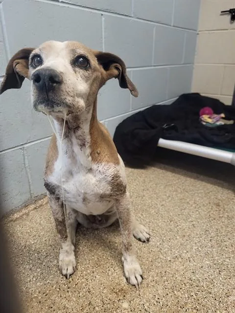 An adult medium-sized female Parson Russell Terrier dog named Tink for adoption in Albuquerque, NM