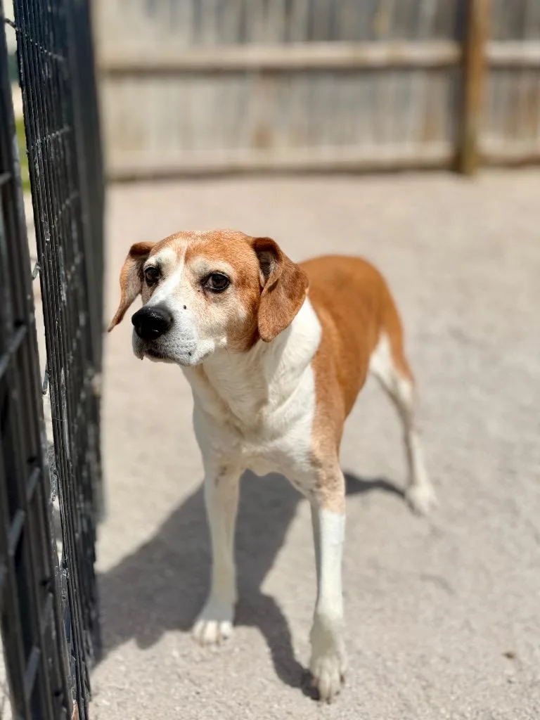 An adult medium-sized male Beagle dog named Felix for adoption in Muskegon, MI