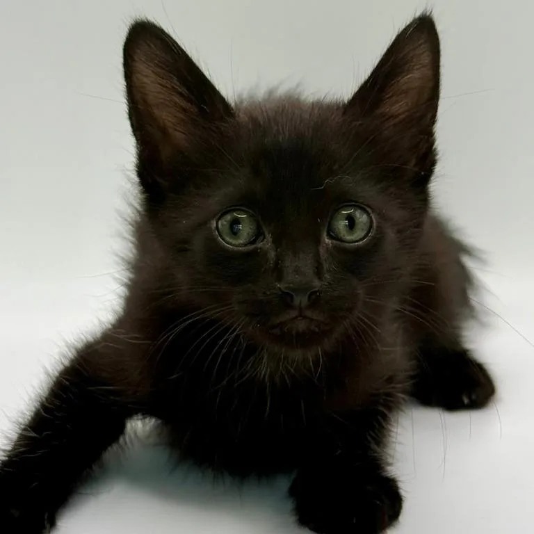 A baby small-sized male Black Domestic Short Hair cat named Figaro for adoption in Los Angeles, CA