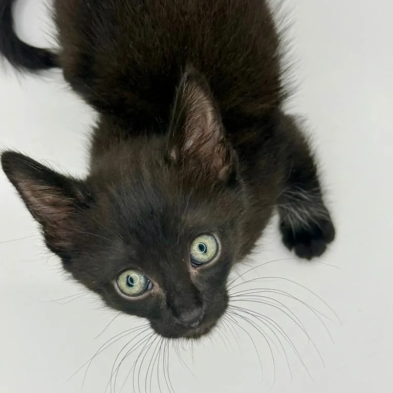 Figaro thumbnail 3