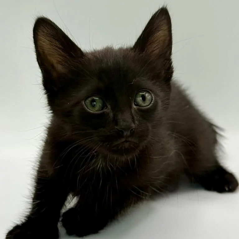 Figaro thumbnail 5