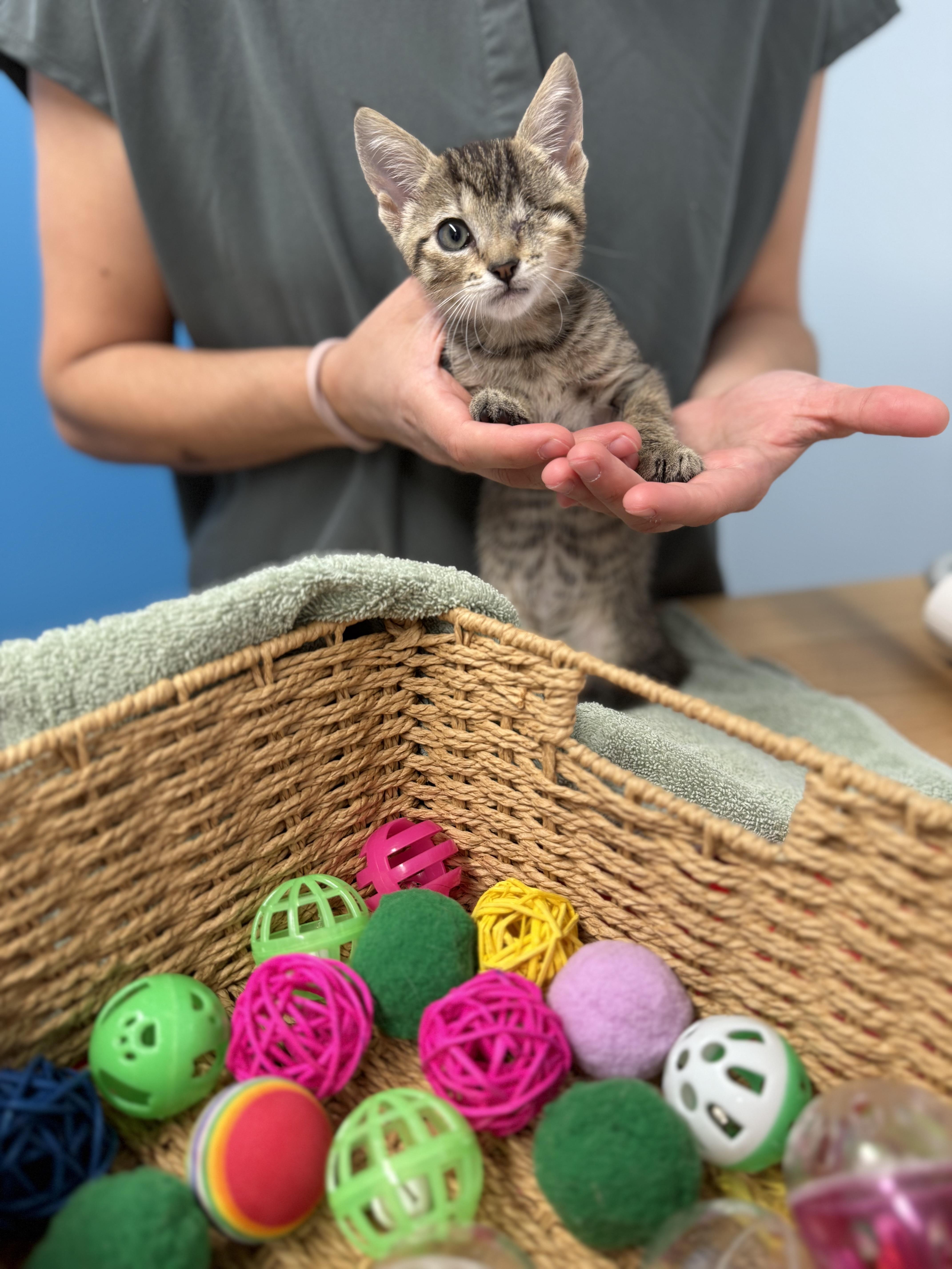 A baby small-sized female Tabby (Buff / Tan / Fawn) Domestic Short Hair cat named Chai for adoption in Fredericksburg, VA