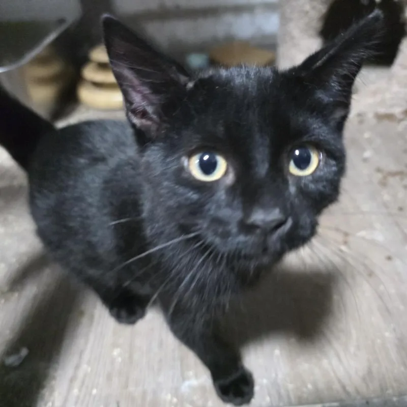 A baby small-sized male Black Domestic Short Hair cat named Noche for adoption in Sioux Falls, SD