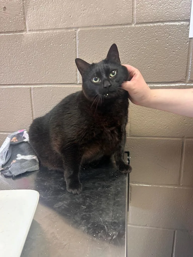 An adult large-sized female Domestic Short Hair cat named Duracell for adoption in New Manchester, WV