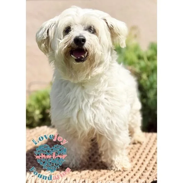 A senior small-sized male Maltese dog named Jarold COH for adoption in Inglewood, CA
