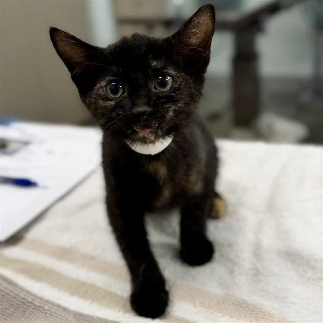 A baby small-sized female Domestic Short Hair cat named Janet for adoption in Tavares, FL