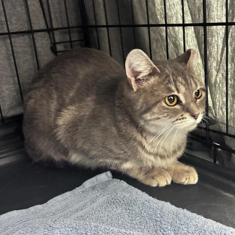 A young medium-sized female Gray / Blue / Silver Domestic Short Hair cat named Pie for adoption in Bismarck, ND