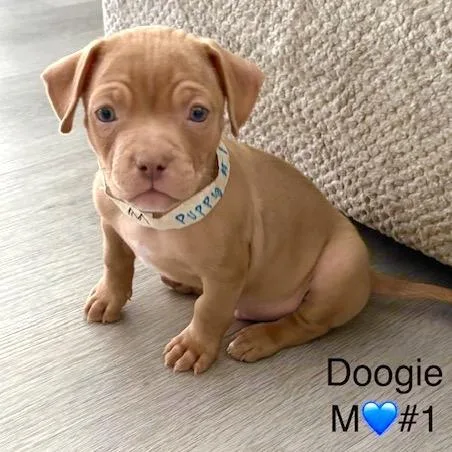 Doogie thumbnail 2