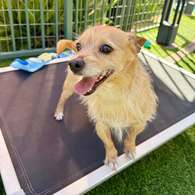 An adult small-sized male Yellow / Tan / Blond / Fawn Terrier dog named Barkley for adoption in Agoura Hills, CA