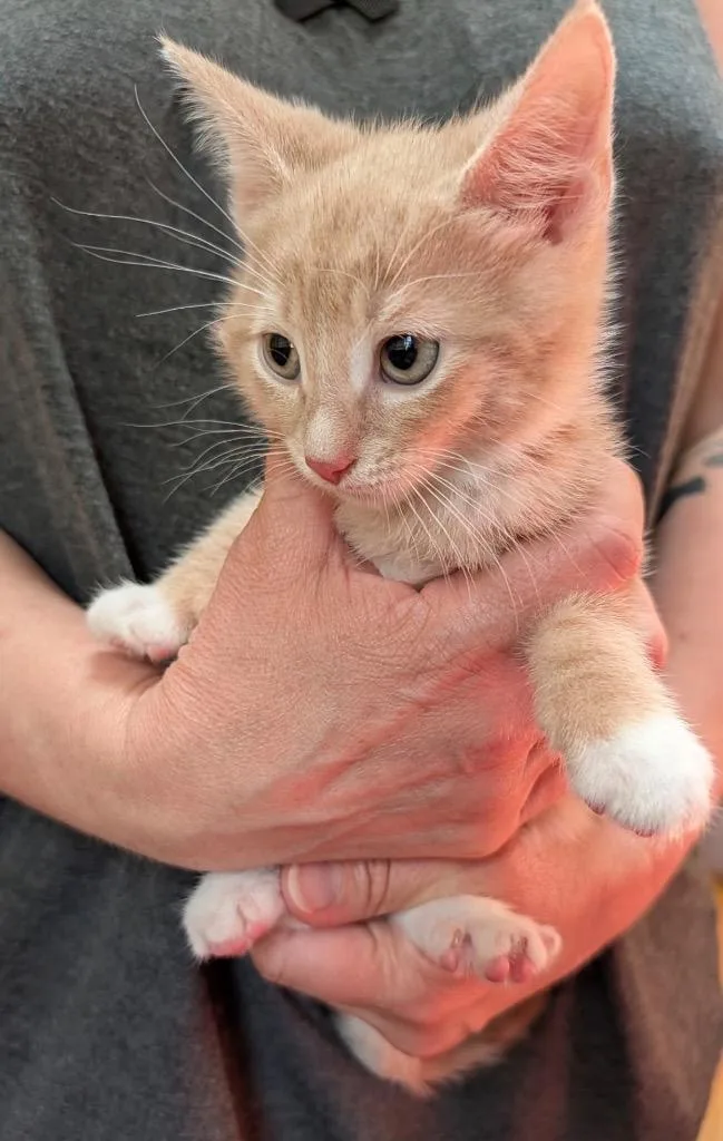 A baby medium-sized male Domestic Short Hair cat named Turmeric for adoption in Pomona, NY