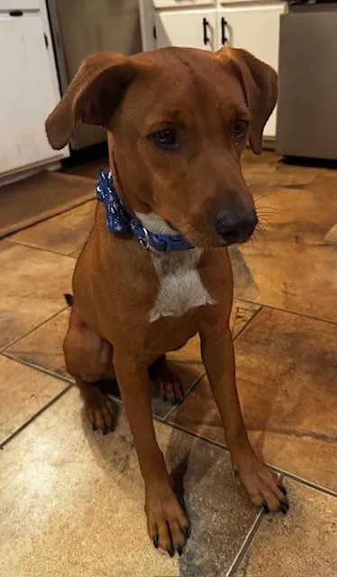 A young medium-sized male Black Mouth Cur dog named Carolina Red for adoption in Farmington, MO