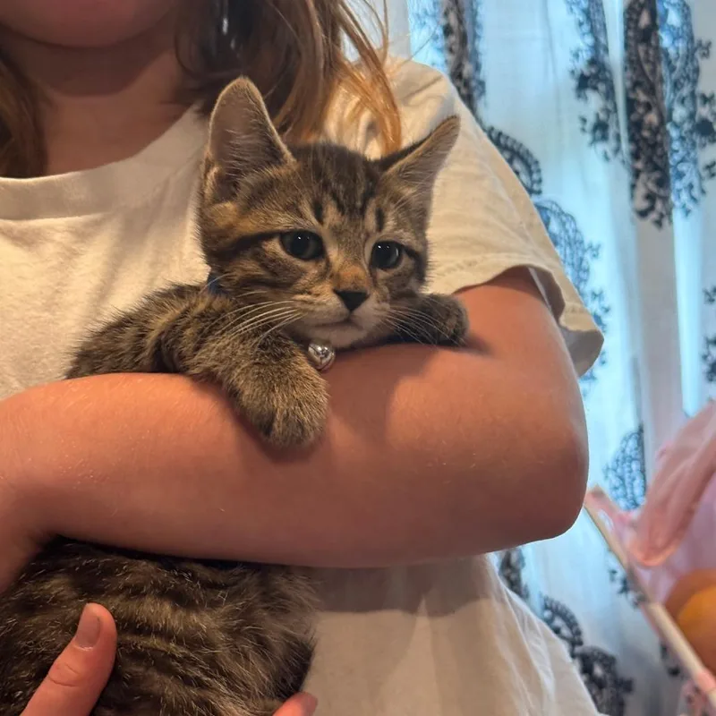 A baby small-sized female Gray / Blue / Silver Domestic Short Hair cat named S'more for adoption in Fairfax Station, VA